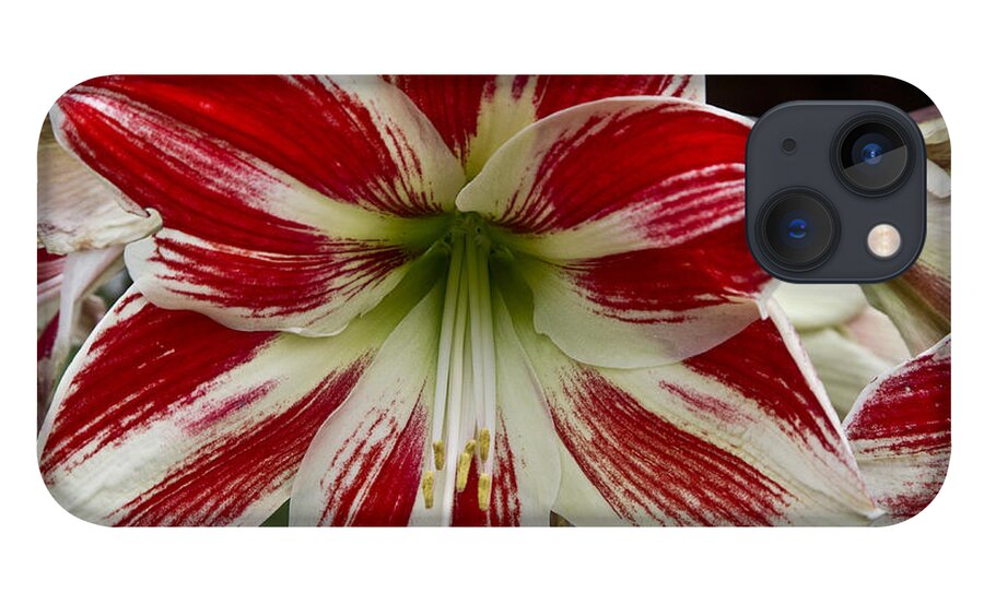 Flowers iPhone 13 Case featuring the photograph Red and White by Kathy McClure