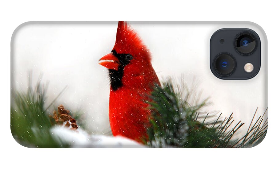 Cardinal iPhone 13 Case featuring the photograph Red Cardinal by Christina Rollo