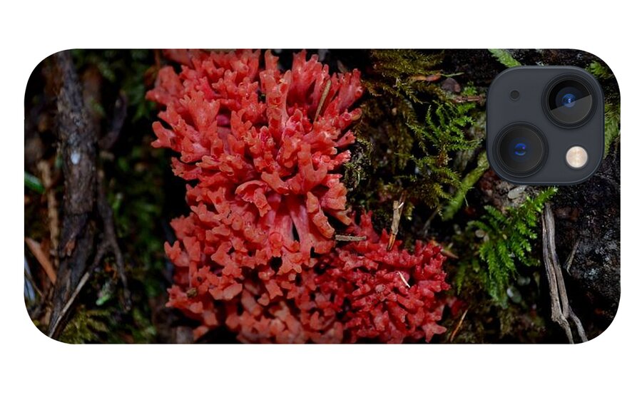 Red Coral Mushroom iPhone 13 Case featuring the photograph Red Coral Mushroom by Laureen Murtha Menzl