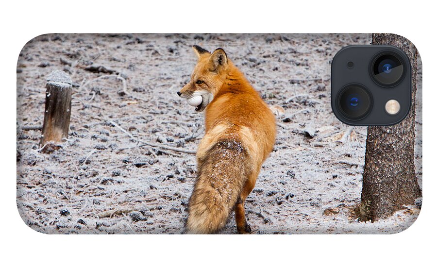 Animal iPhone 13 Case featuring the photograph Red Fox Egg Thief by John Wadleigh