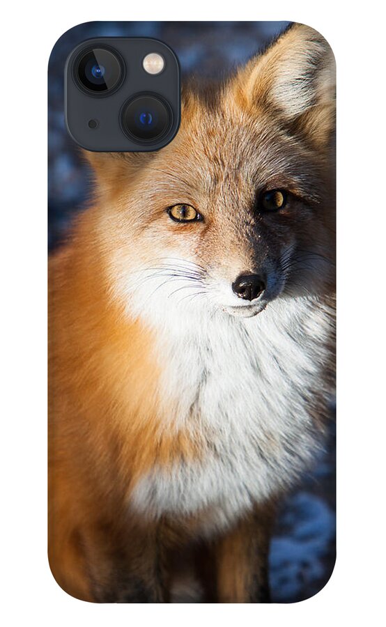 Animal iPhone 13 Case featuring the photograph Red Fox Standing by John Wadleigh