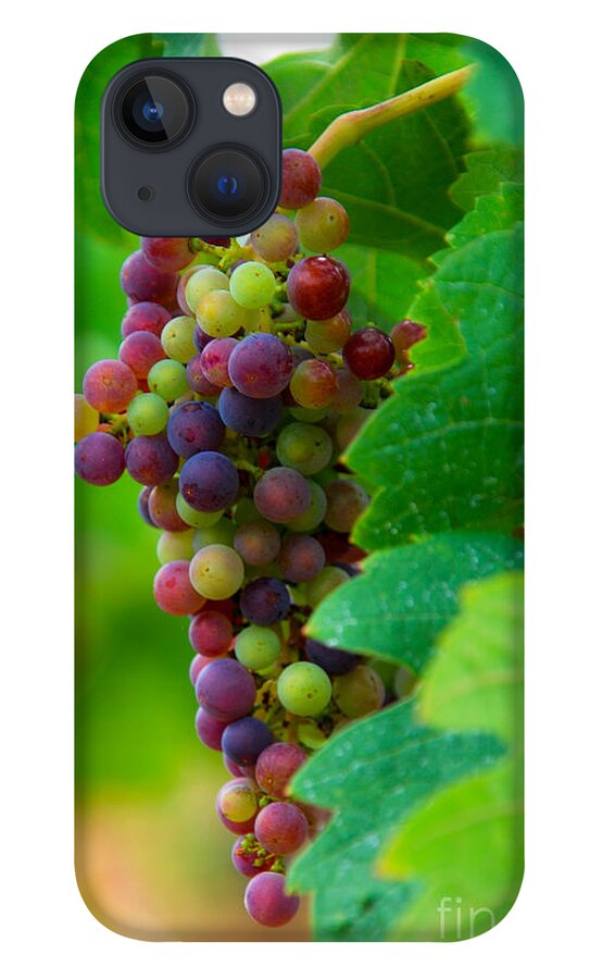 Bordeaux iPhone 13 Case featuring the photograph Red Grapes by Hannes Cmarits