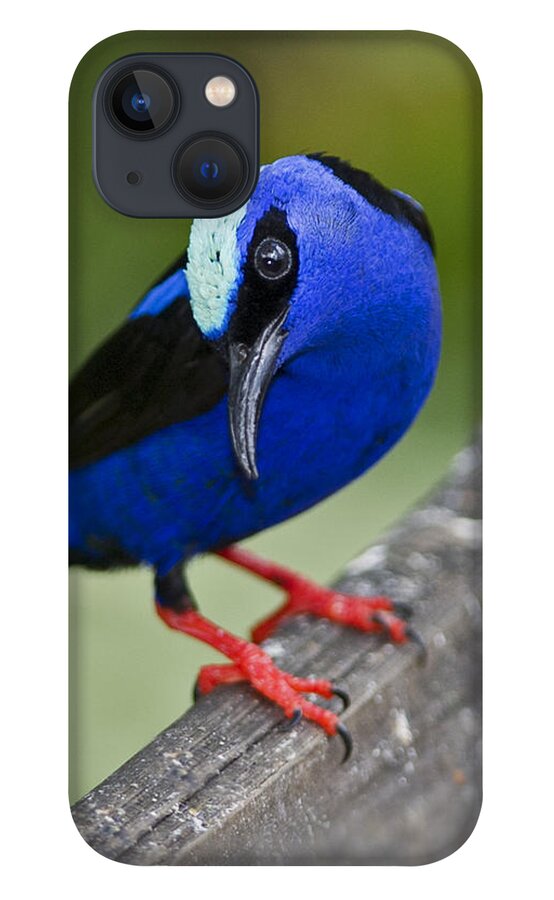 Red-legged Honeycreeper iPhone 13 Case featuring the photograph Red-legged Honeycreeper.. by Nina Stavlund