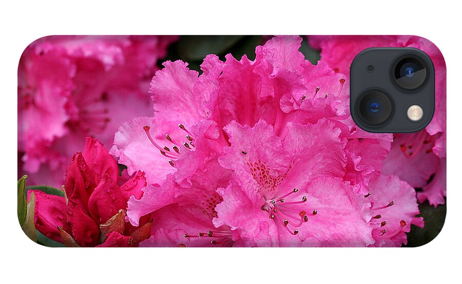 Rhodies iPhone 13 Case featuring the photograph Red Rhododendrons by Chriss Pagani