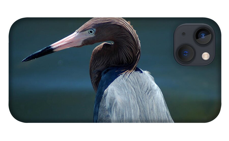 Egret iPhone 13 Case featuring the photograph Reddish Egret 3 by David Weeks