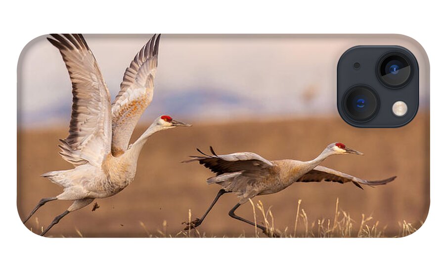 Sandhill Cranes iPhone 13 Case featuring the photograph Return to Yampa Valley by Kevin Dietrich