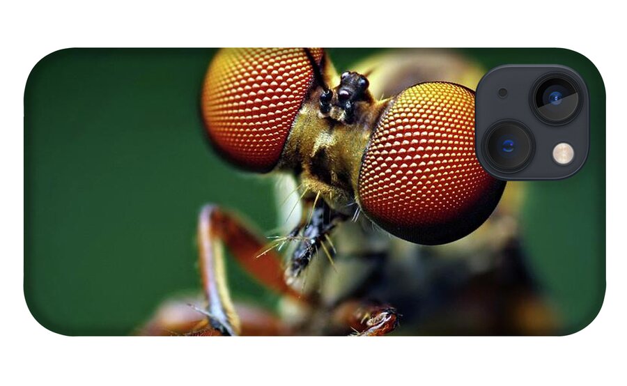 Arthropod iPhone 13 Case featuring the photograph Robber Fly by Thomas Shahan/science Photo Library