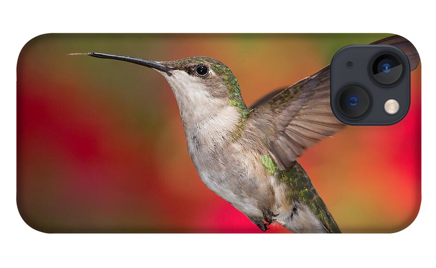 Ruby-throated Hummingbird iPhone 13 Case featuring the photograph Ruby Throated Hummingbird by Dale Kincaid