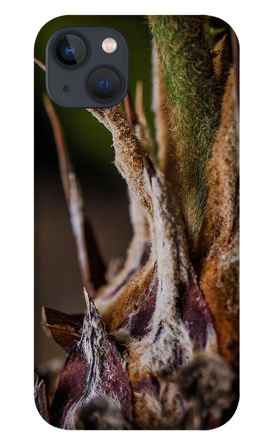 Cycad iPhone 13 Case featuring the photograph Sago Palm 1 by Frank Mari