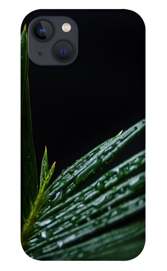 Cycad iPhone 13 Case featuring the photograph Sago Palm 2 by Frank Mari