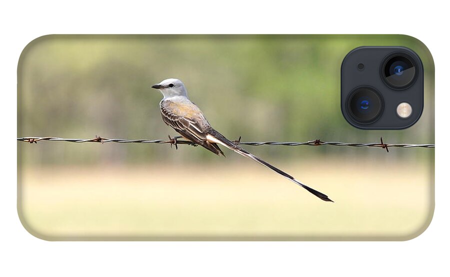 Flycatcher iPhone 13 Case featuring the photograph Scissor-tailed Flycatcher by Frank Madia