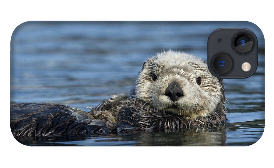 Michael Quinton iPhone 13 Case featuring the photograph Sea Otter Alaska by Michael Quinton