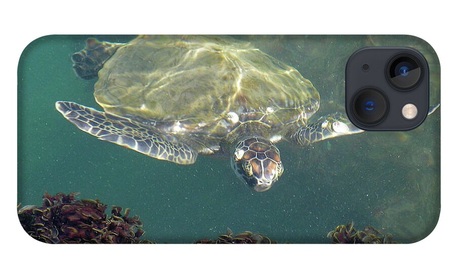 Ocean iPhone 13 Case featuring the photograph Sea Turtle Cabbage by Adam Johnson