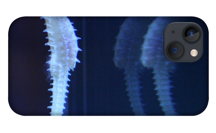 Seahorse iPhone 13 Case featuring the photograph Seaing Double by Nathan Rupert