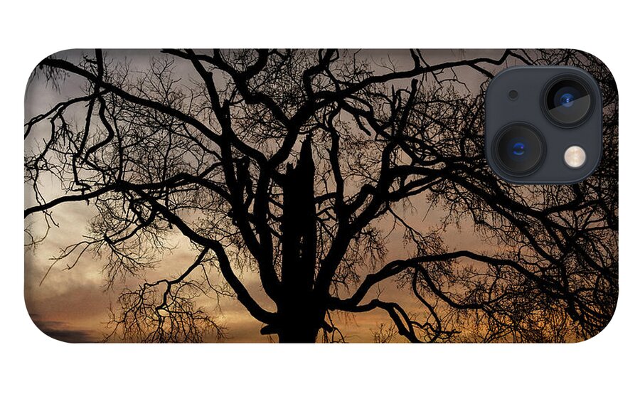 Shadow iPhone 13 Case featuring the photograph Shadow Tree by Brett Engle