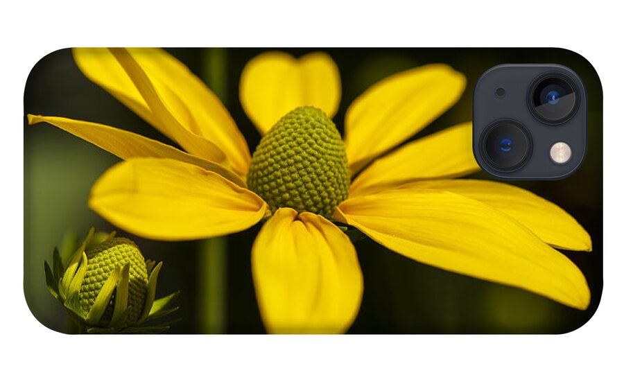 Green Coneflower iPhone 13 Case featuring the photograph Sharing a Little Light by Dan Hefle