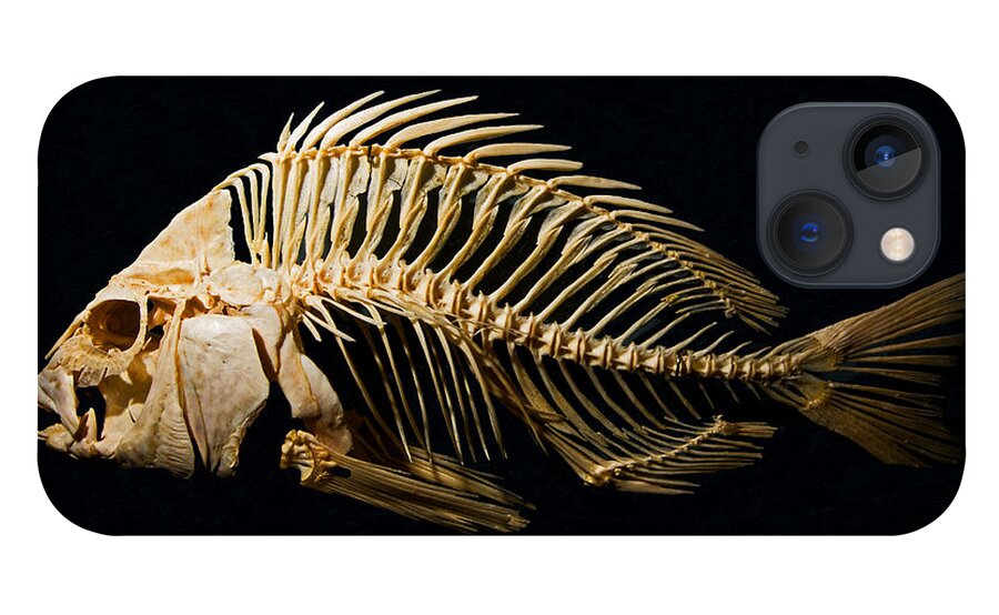 Animal iPhone 13 Case featuring the photograph Sheepshead Fish Skeleton by Millard H. Sharp