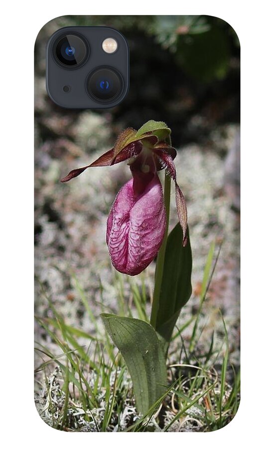 Lady Slipper iPhone 13 Case featuring the photograph Showy Lady's Slipper 1 by Ruth Kamenev