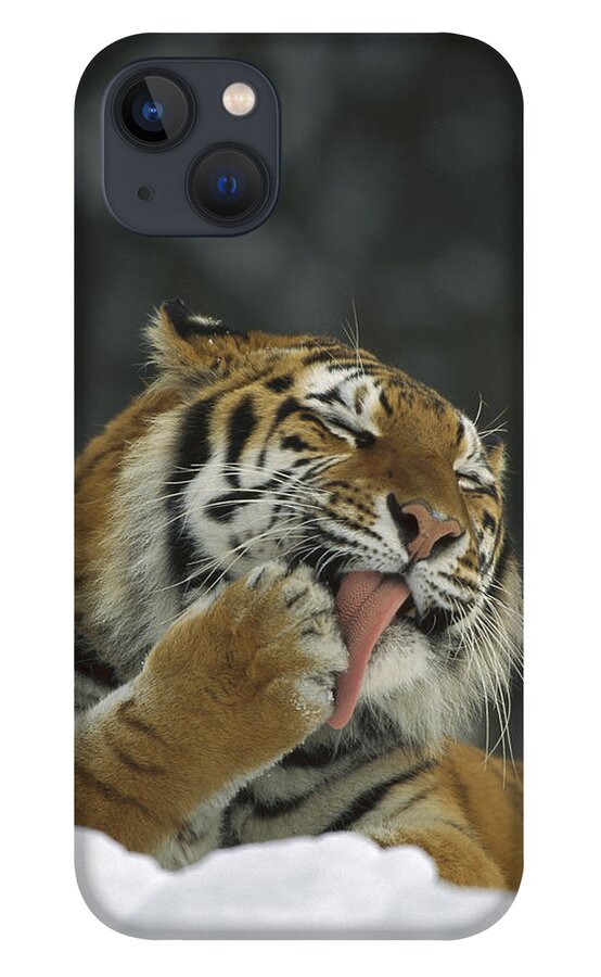 00198432 iPhone 13 Case featuring the photograph Siberian Tiger Licking Its Paw by Konrad Wothe