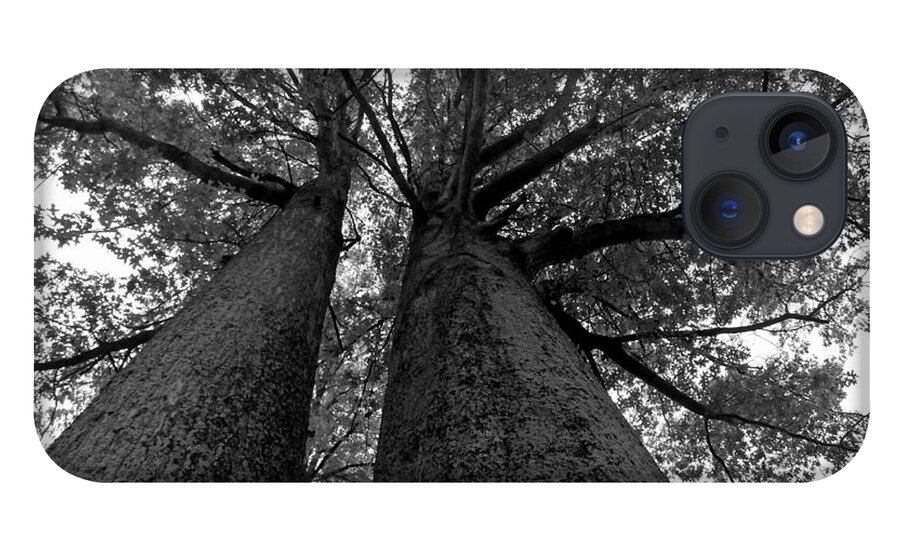 Trees iPhone 13 Case featuring the photograph Skyward by Jackson Pearson