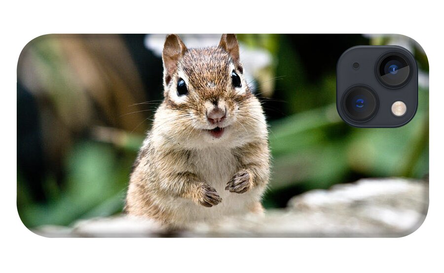 Chipmunk iPhone 13 Case featuring the photograph Smiling Chipmunk by Cheryl Baxter