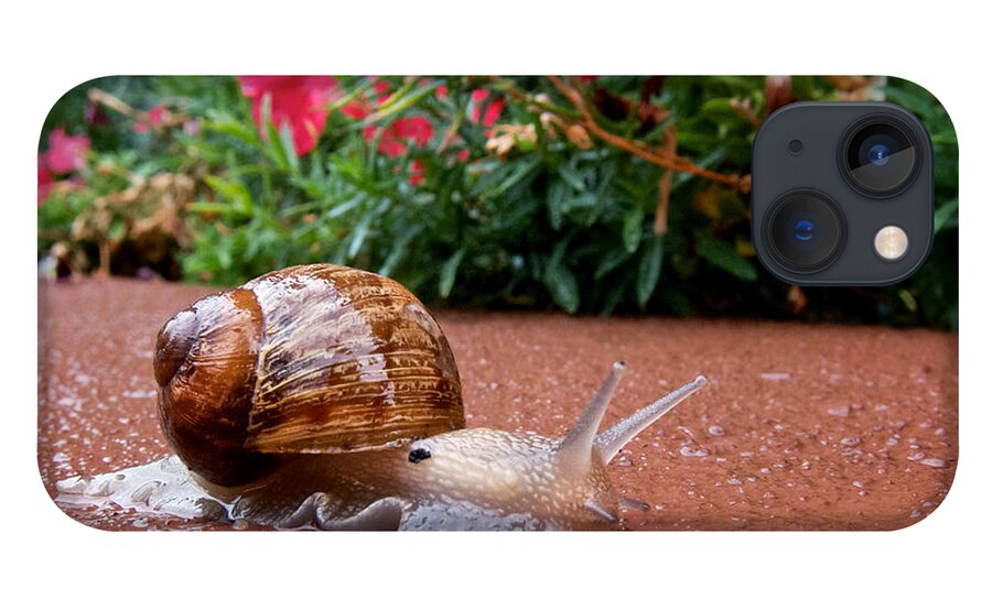Rain iPhone 13 Case featuring the photograph Snail in Motion by Mary Lee Dereske