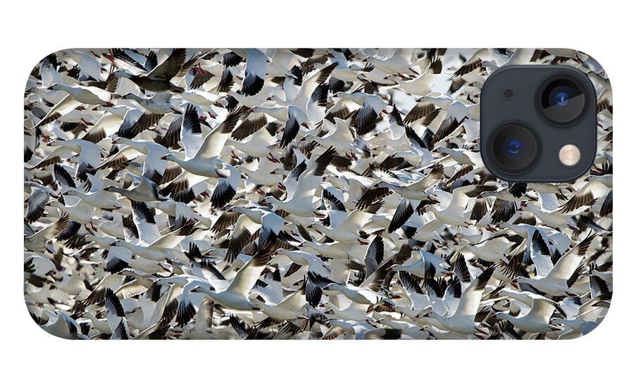 New Mexico iPhone 13 Case featuring the photograph Snow Geese In Flight by D Williams Photography