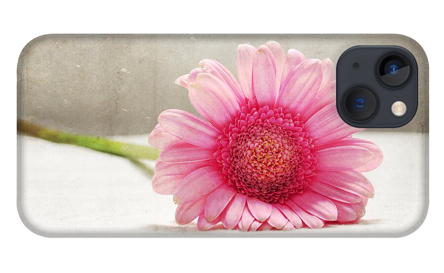 Daisy iPhone 13 Case featuring the photograph Softness in Pink by Randi Grace Nilsberg