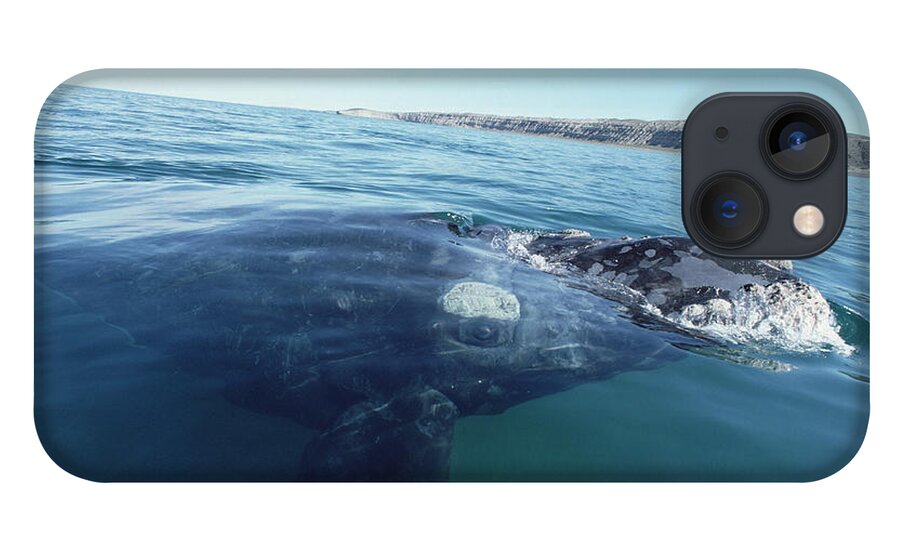 Feb0514 iPhone 13 Case featuring the photograph Southern Right Whale At Surface by Flip Nicklin