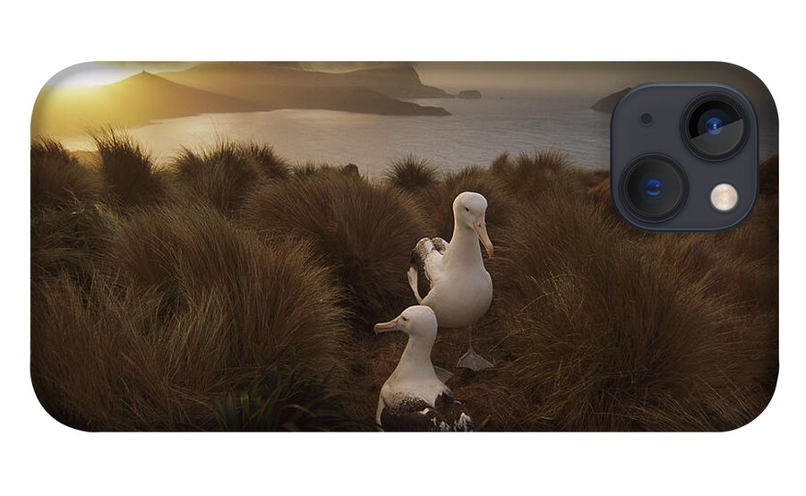 Feb0514 iPhone 13 Case featuring the photograph Southern Royal Albatrosses Courting by Tui De Roy