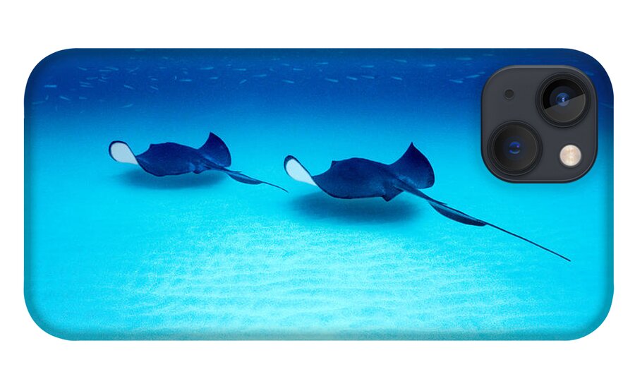 Photography iPhone 13 Case featuring the photograph Southern Stingrays Grand Caymans by Panoramic Images
