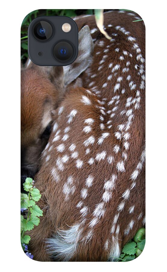 Fawn iPhone 13 Case featuring the photograph Spots by Jackson Pearson