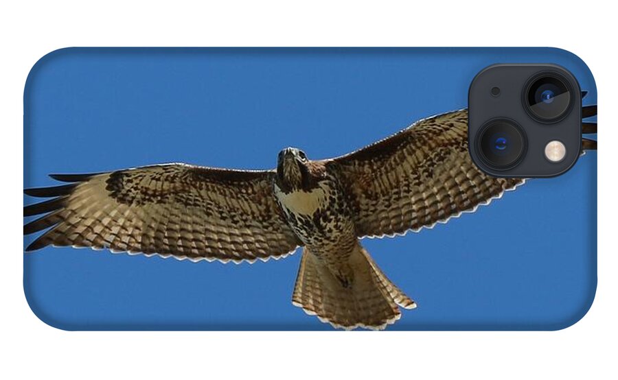 Hawk iPhone 13 Case featuring the photograph Spread Your Wings by Christy Pooschke