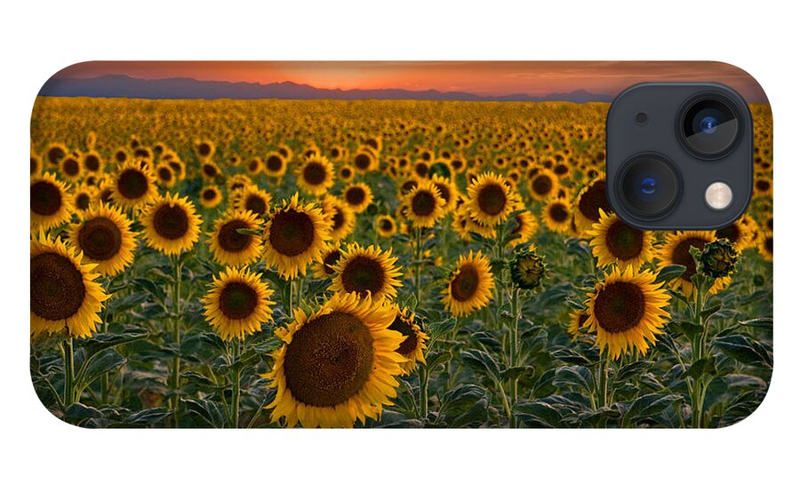 Sunflower iPhone 13 Case featuring the photograph Standing at Attention by Ronda Kimbrow
