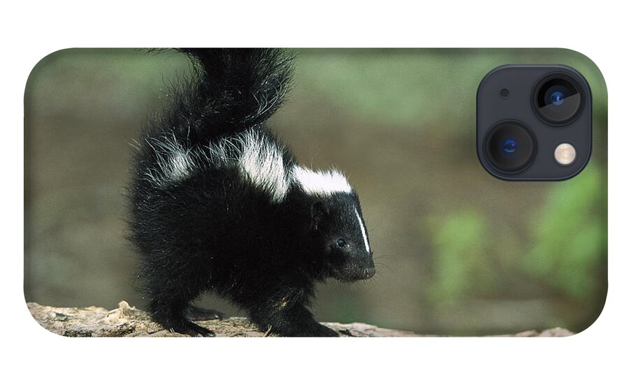 Feb0514 iPhone 13 Case featuring the photograph Striped Skunk Kit With Tail Raised by Konrad Wothe