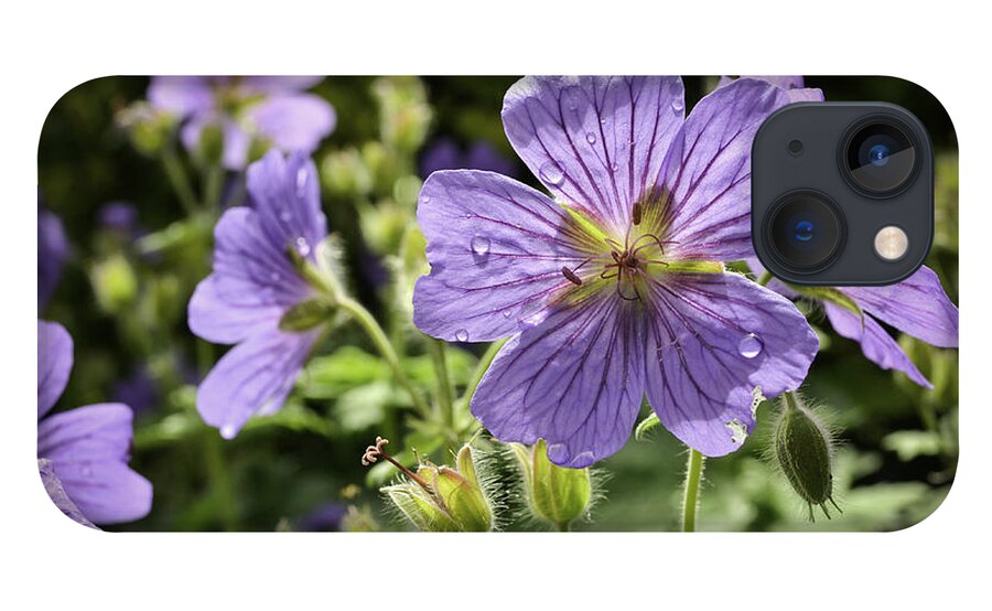 Nature iPhone 13 Case featuring the photograph Sun bathed Geranium by Spikey Mouse Photography