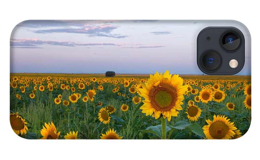 Sunflower iPhone 13 Case featuring the photograph Sunflowers at Sunrise by Ronda Kimbrow