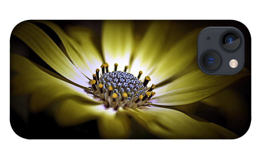 Sunny African Daisy iPhone 13 Case featuring the photograph Sunny Amanda African Daisy by Julie Palencia