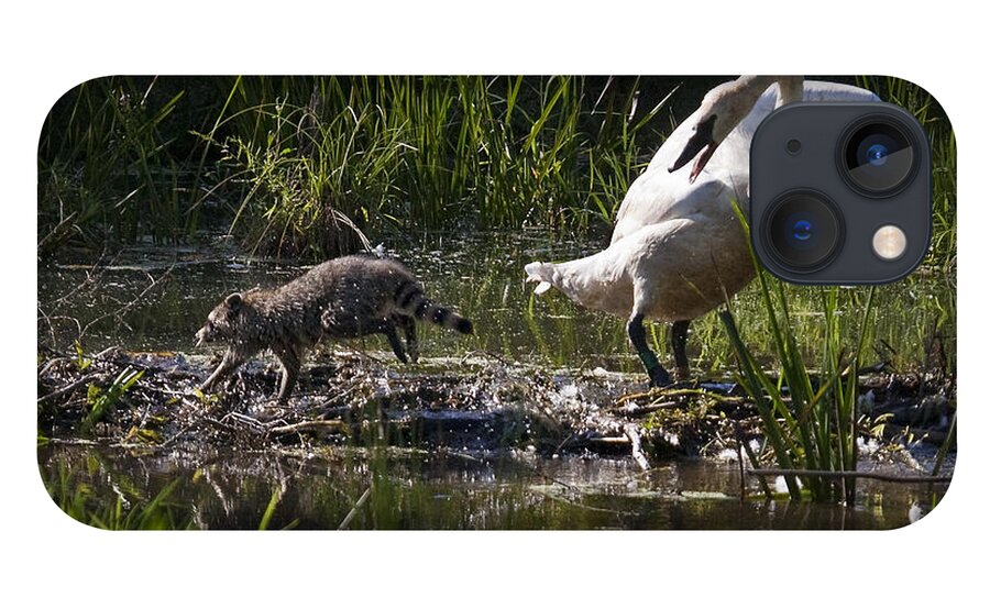 Trumpeter Swan iPhone 13 Case featuring the photograph Swan and Coon on Beaver Dam by Michael Dougherty