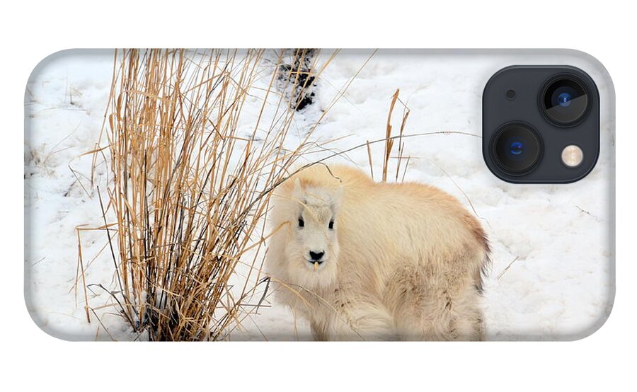 Mountain Goats iPhone 13 Case featuring the photograph Sweet Little One by Dorrene BrownButterfield