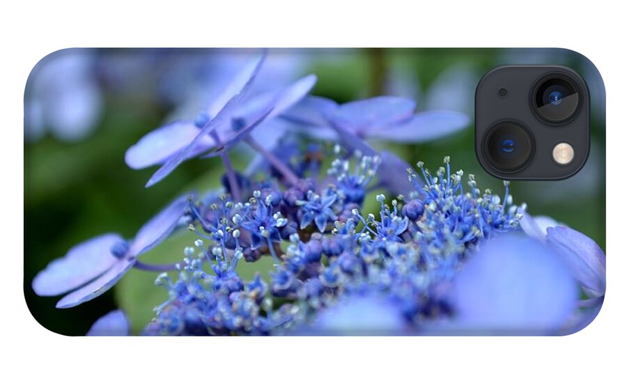 Taube iPhone 13 Case featuring the photograph Taube Lacecap Hydrangea by Scott Lyons