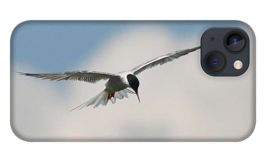 Wildlife iPhone 13 Case featuring the photograph Tern in Flight by William Selander