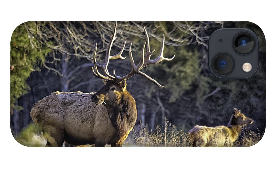 Bull Elk iPhone 13 Case featuring the photograph The Boxley Stud in November Frost by Michael Dougherty