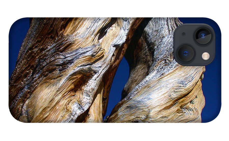 D iPhone 13 Case featuring the photograph The D Tree by Shane Bechler