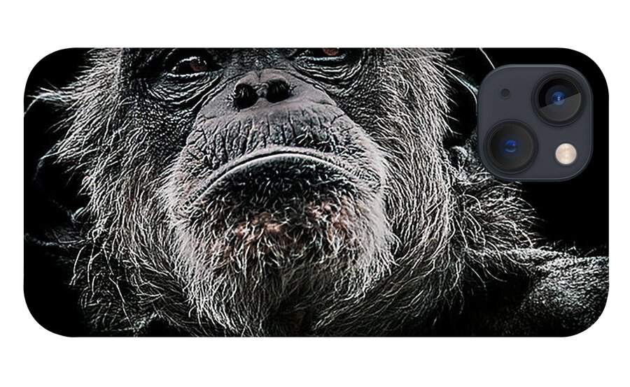 Chimpanzee iPhone 13 Case featuring the photograph The Dictator by Paul Neville