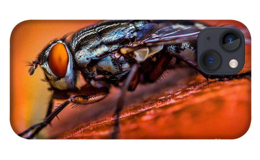 Art Prints iPhone 13 Case featuring the photograph The Fly by Dave Bosse