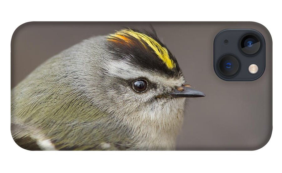 Golden-crowned-kinglet iPhone 13 Case featuring the photograph The Little King Portrait by Mircea Costina Photography
