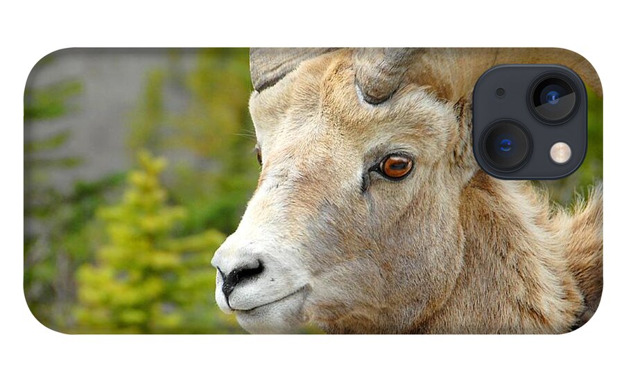 Banff iPhone 13 Case featuring the photograph The Magnificent Big Horn Ram by Dyle  Warren