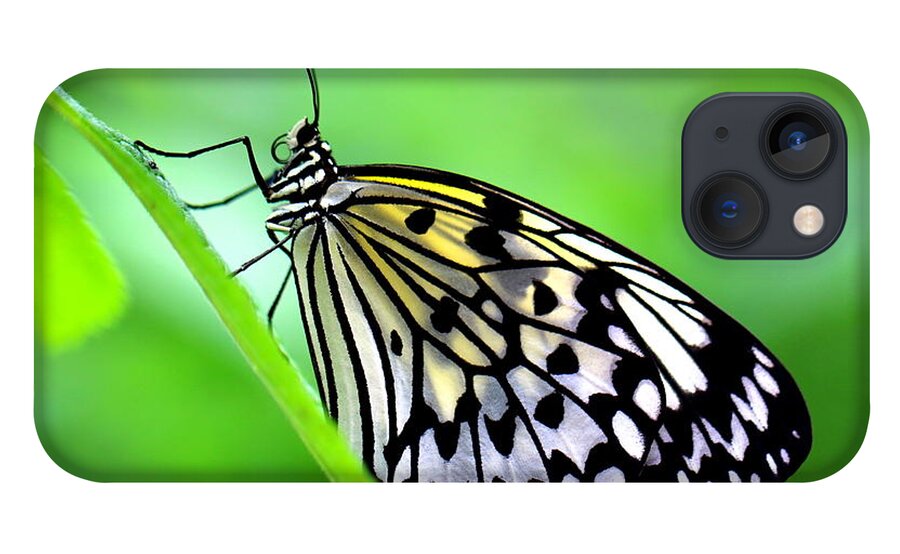 Butterfly iPhone 13 Case featuring the photograph The Paper Kite or Rice Paper or Large Tree Nymph butterfly also known as Idea leuconoe by Amanda Mohler
