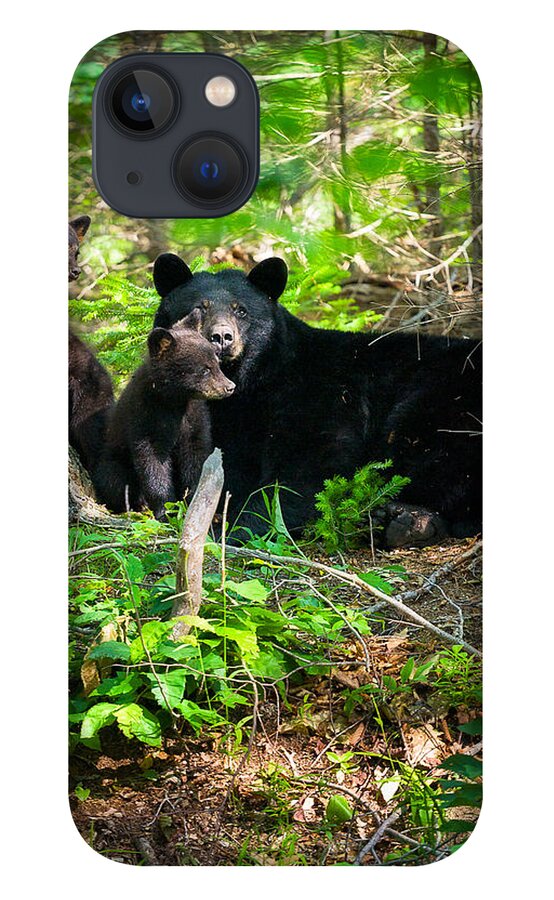 Crawford Notch iPhone 13 Case featuring the photograph The Ultimate Single Mother Black Bear Sow And Cubs by Jeff Sinon